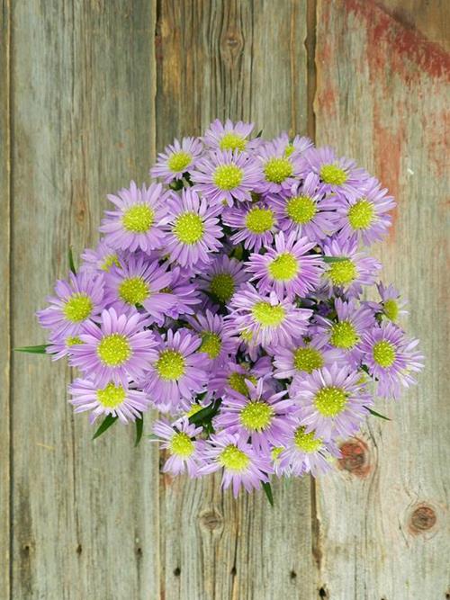 PURPLE ASTER